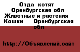 Отда  котят - Оренбургская обл. Животные и растения » Кошки   . Оренбургская обл.